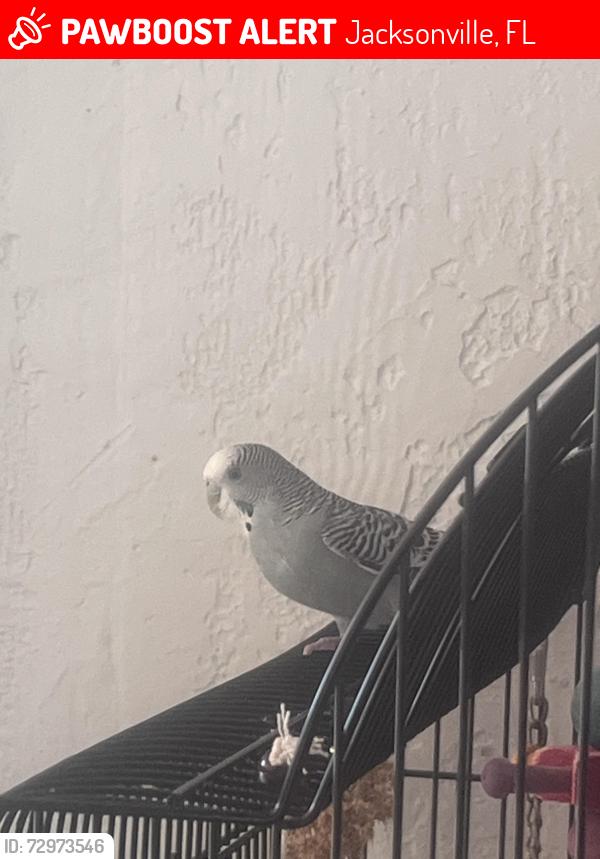 Lost Female Bird last seen Palm Springs Cemetery, Jacksonville, FL 32225