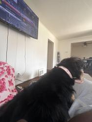 Lost Female Dog last seen Beaconsfield and woodside , Harper Woods, MI 48225