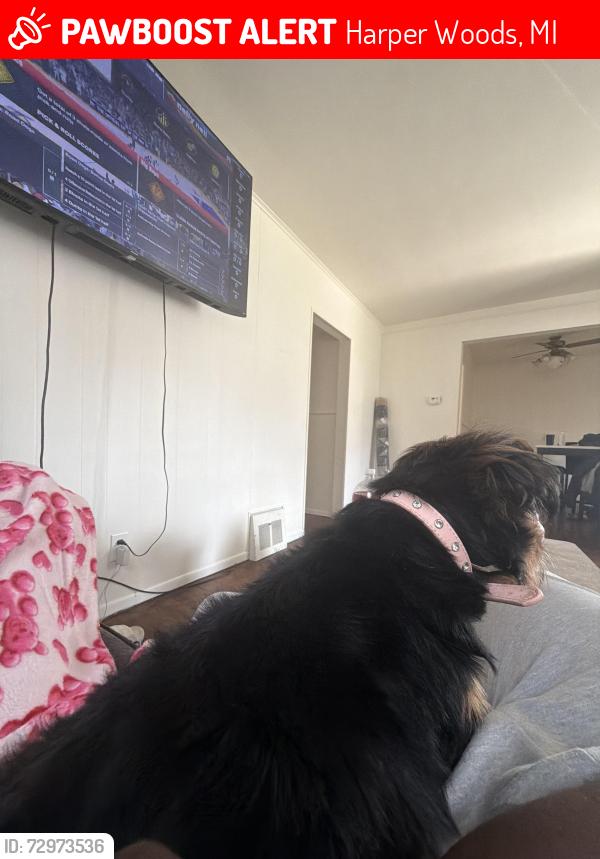 Lost Female Dog last seen Beaconsfield and woodside , Harper Woods, MI 48225