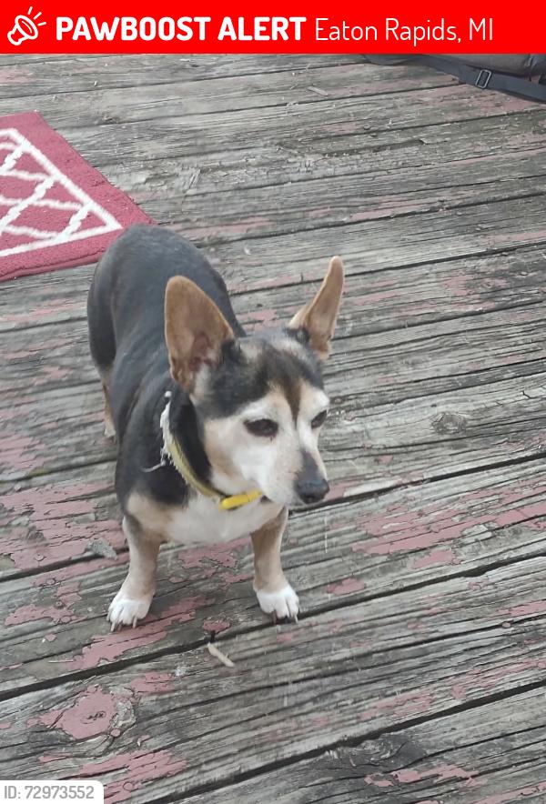 Lost Female Dog last seen Dutton&River, Eaton Rapids, MI 48827