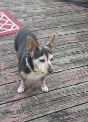 Lost Female Dog last seen Dutton&River, Eaton Rapids, MI 48827