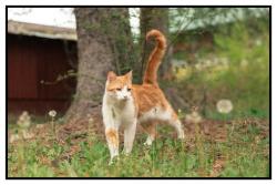 Reunited Male Cat last seen Elliott and Tinsley, Brevard, NC 28712