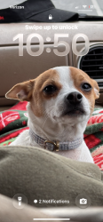 Lost Male Dog last seen Near hwy, Welcome, NC 27295