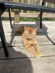 Lost Male Cat last seen Thorncrest SE and Jeanlin, Forest Hills, MI 49546