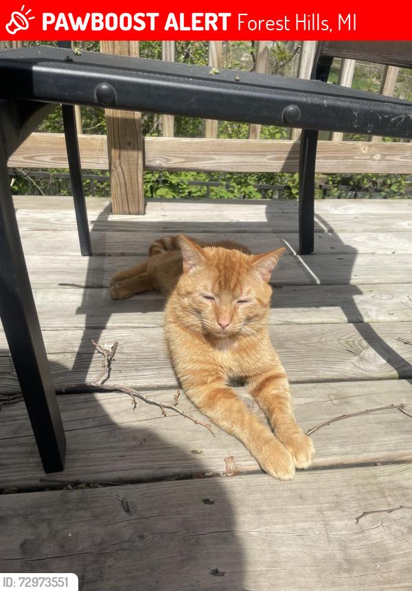 Lost Male Cat last seen Thorncrest SE and Jeanlin, Forest Hills, MI 49546
