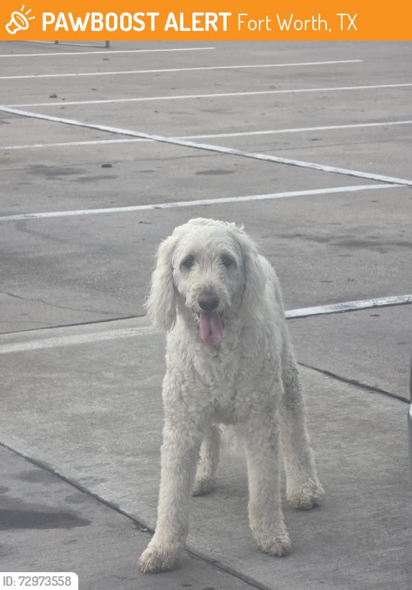 Found/Stray Unknown Dog last seen Green oaks dr and Alta mere, Fort Worth, TX 76116