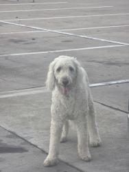 Found/Stray Unknown Dog last seen Green oaks dr and Alta mere, Fort Worth, TX 76116