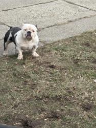 Lost Female Dog last seen Alter , Detroit, MI 48213