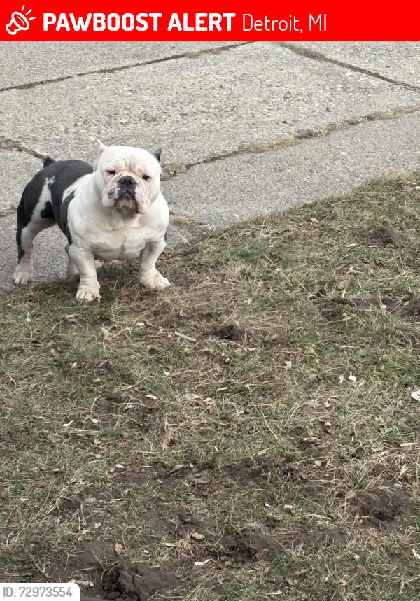 Lost Female Dog last seen Alter , Detroit, MI 48213