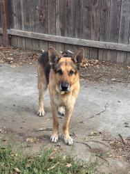Found/Stray Male Dog last seen San Diego way and 7th Ave , Sacramento, CA 95820