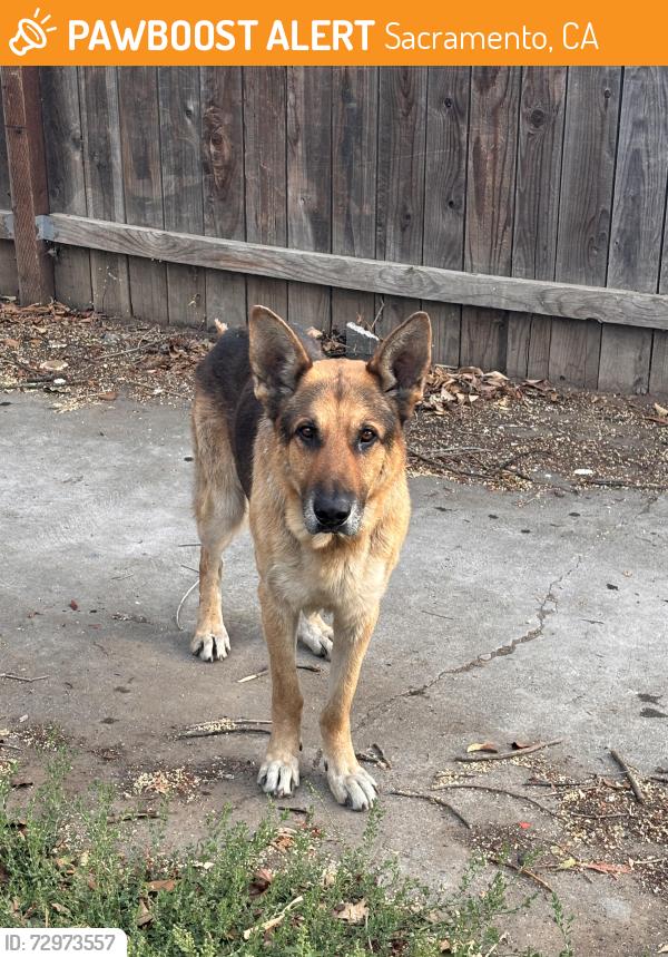Found/Stray Male Dog last seen San Diego way and 7th Ave , Sacramento, CA 95820