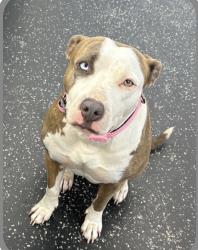 Lost Female Dog last seen Near forest city rd Orlando fl, Orlando, FL 32810