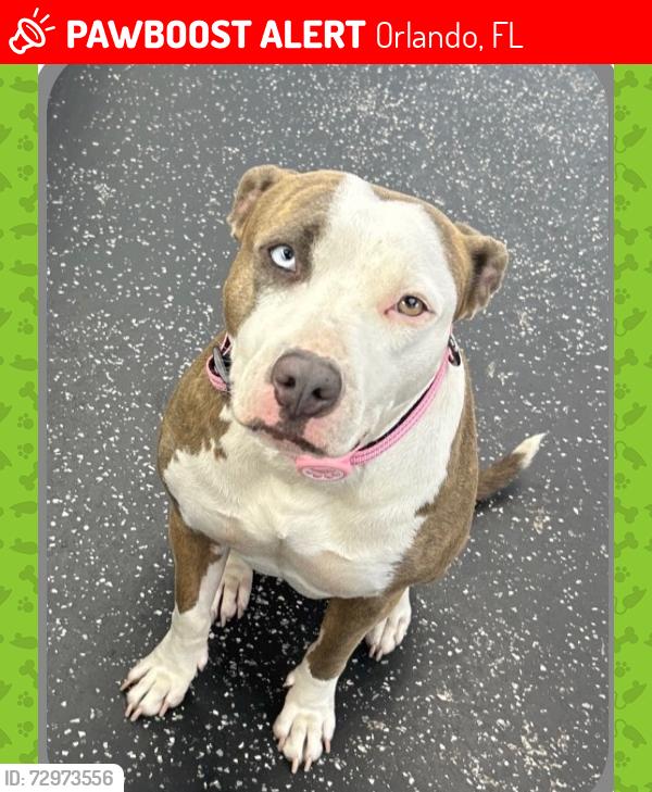 Lost Female Dog last seen Near forest city rd Orlando fl, Orlando, FL 32810