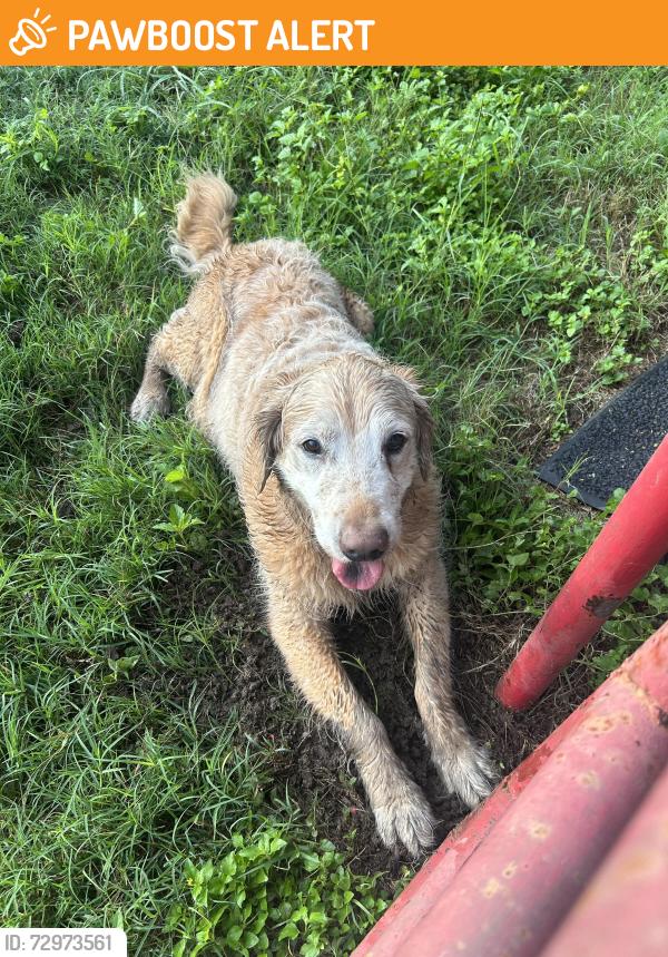 Found/Stray Unknown Dog last seen Old Port Isabel Road & Central Ave, Cameron County, TX 78526