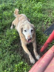Reunited Unknown Dog last seen Old Port Isabel Road & Central Ave, Cameron County, TX 78526