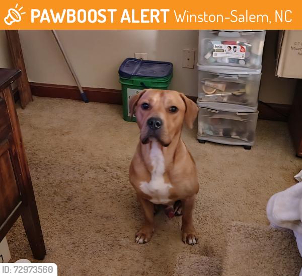 Found/Stray Male Dog last seen Bethania Station Road and Brookhurst Drive, Winston-Salem, NC 27106
