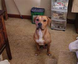 Found/Stray Male Dog last seen Bethania Station Road and Brookhurst Drive, Winston-Salem, NC 27106