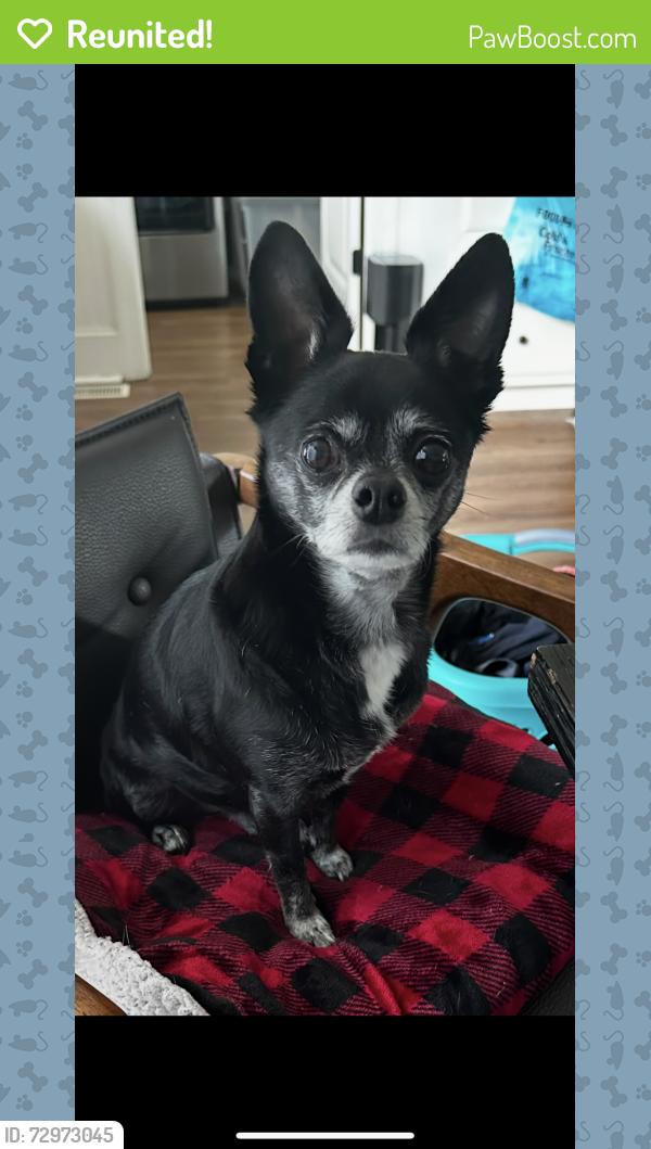 Reunited Male Dog last seen Near 42/trace drive , Wilson, NC 27893