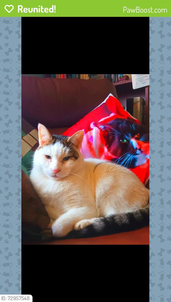 Reunited Male Cat last seen Wycombe road, , England LE5