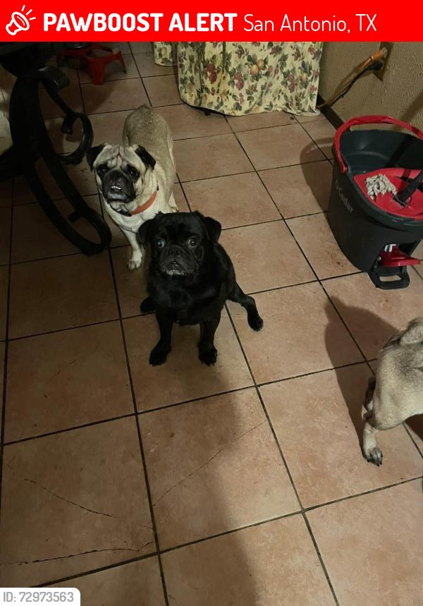 Lost Male Dog last seen Kirby Dr, San Antonio, TX 78219