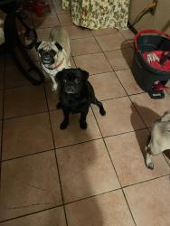 Lost Male Dog last seen Kirby Dr, San Antonio, TX 78219