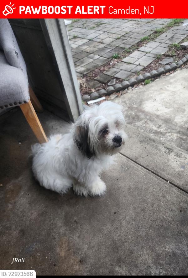 Lost Female Dog last seen Yorkship rd, Camden, NJ 08104