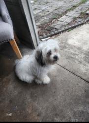 Lost Female Dog last seen Yorkship rd, Camden, NJ 08104
