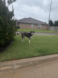 Found/Stray Male Dog last seen In Heritage Oaks addition off of 122nd and penn across from heritage hall high school in OKC, Oklahoma City, OK 73162