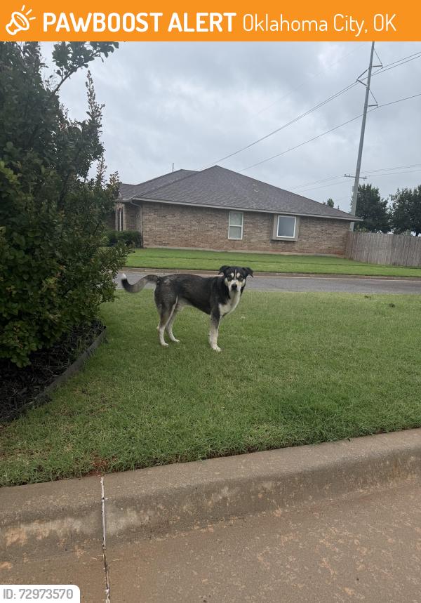 Found/Stray Male Dog last seen In Heritage Oaks addition off of 122nd and penn across from heritage hall high school in OKC, Oklahoma City, OK 73162
