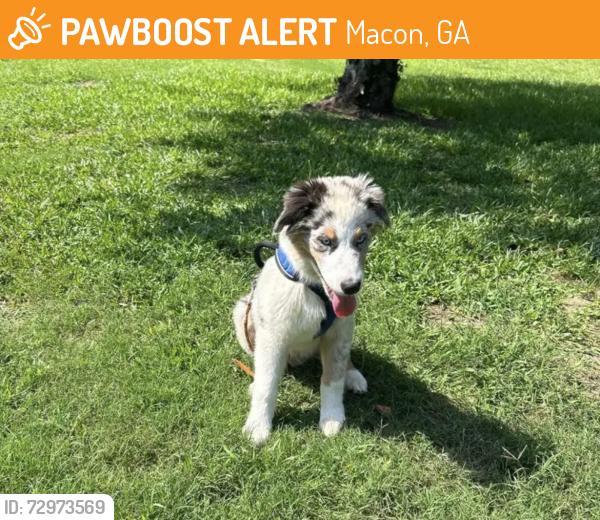 Found/Stray Male Dog last seen Wimbish and Woodridge , Macon, GA 31204