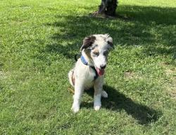 Found/Stray Male Dog last seen Wimbish and Woodridge , Macon, GA 31204
