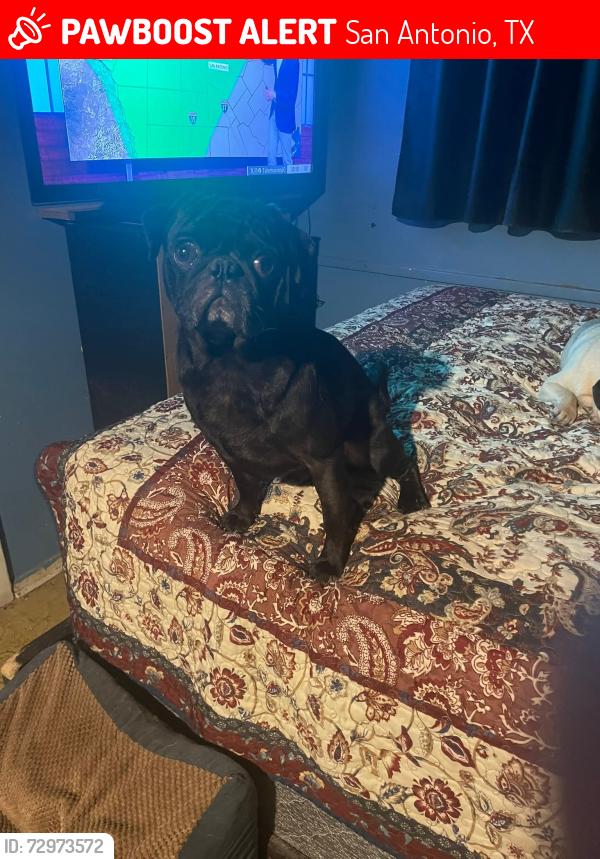 Lost Male Dog last seen Kirby Dr , San Antonio, TX 78219
