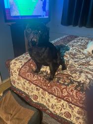 Lost Male Dog last seen Kirby Dr , San Antonio, TX 78219