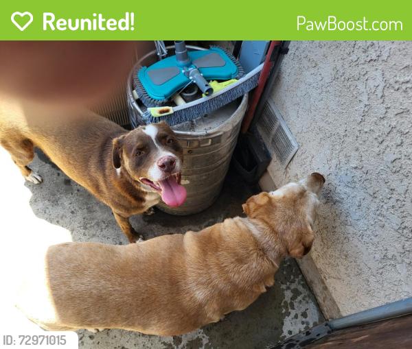 Reunited Female Dog last seen Bennett Rd, San Marcos, CA 92069