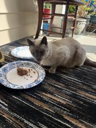 Found/Stray Male Cat last seen Lazy River Drive, Raleigh, NC 27604