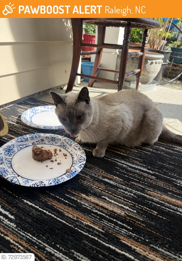 Found/Stray Male Cat last seen Lazy River Drive, Raleigh, NC 27604