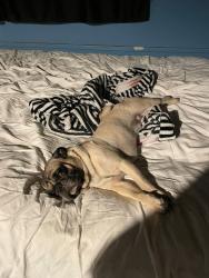 Lost Male Dog last seen Kirby Dr, San Antonio, TX 78219