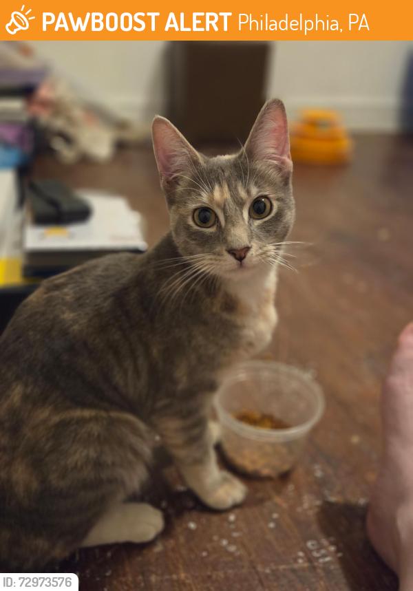 Found/Stray Female Cat last seen Ashurst & Sherwood Rd, Philadelphia, PA 19151