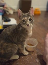 Found/Stray Female Cat last seen Ashurst & Sherwood Rd, Philadelphia, PA 19151