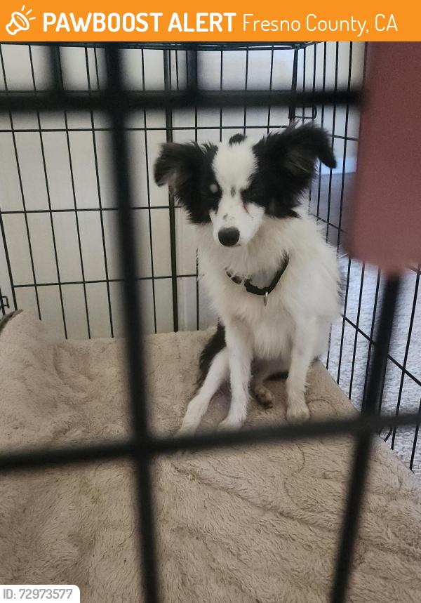 Found/Stray Female Dog last seen McCall and Belmont, Fresno County, CA 93657