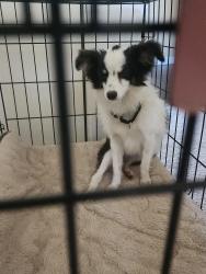 Found/Stray Female Dog last seen McCall and Belmont, Fresno County, CA 93657