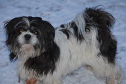 Lost Male Dog last seen Windsor ct cul-de-sac, Midland, MI 48640