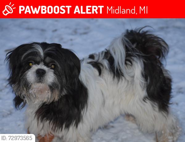 Lost Male Dog last seen Windsor ct cul-de-sac, Midland, MI 48640