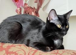Reunited Female Cat last seen Near Little Round Top Rd, Fort Thomas, KY, Fort Thomas, KY 41075