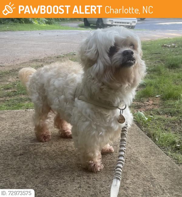 Found/Stray Male Dog last seen Lukes Dr and Linda Vista Ln, Charlotte, NC 28216