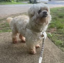 Found/Stray Male Dog last seen Lukes Dr and Linda Vista Ln, Charlotte, NC 28216