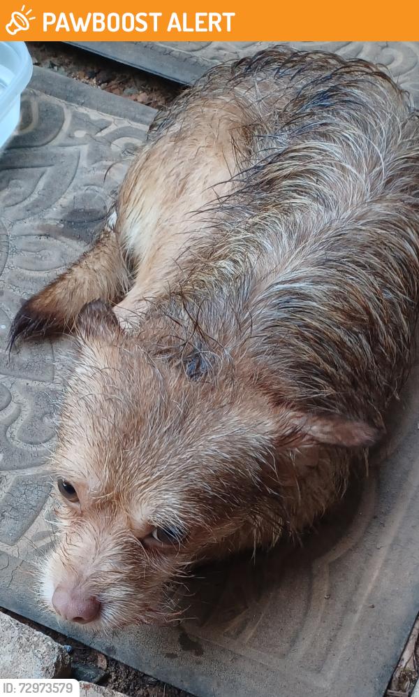 Found/Stray Unknown Dog last seen Mountain creek Baptist church, Greenville County, SC 29687