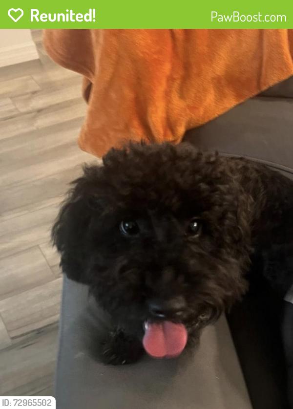 Reunited Male Dog last seen Daemon Street, Port St. Lucie, FL 34953