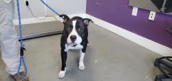 Shelter Stray Male Dog last seen Near W Jordan River Boulevard, Midvale, UT, 84047, 511 W 3900 S, Salt Lake City, UT 84123, USA
