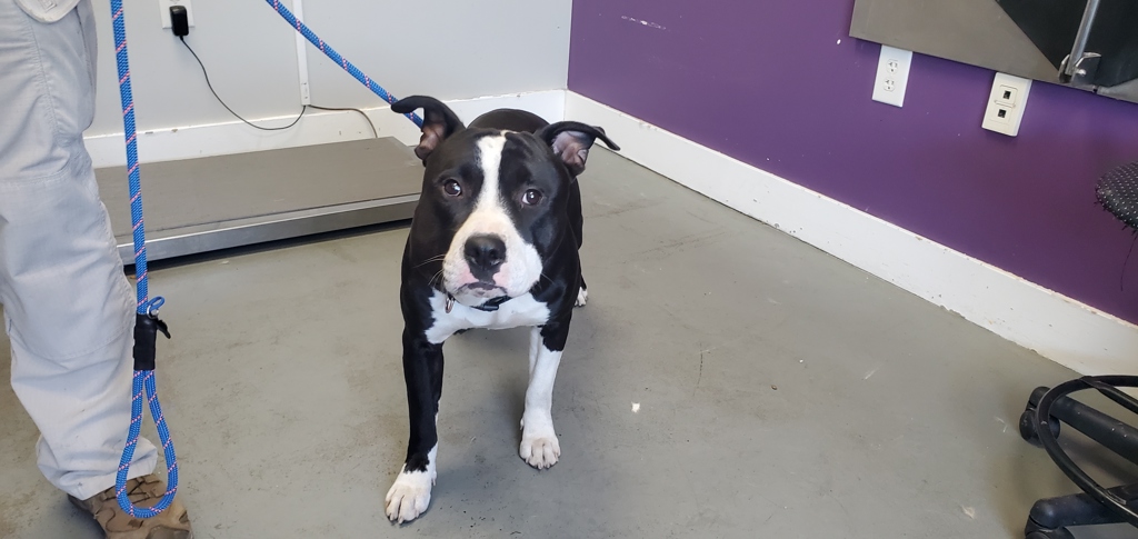 Shelter Stray Male Dog last seen Near W Jordan River Boulevard, Midvale, UT, 84047, 511 W 3900 S, Salt Lake City, UT 84123, USA
